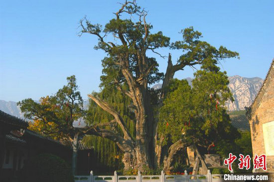 河南现有古树29968株 多地“私人定制”保护方案